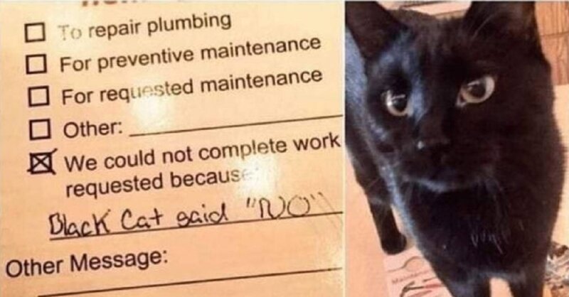 20 доказательств того, что коты всегда живут по своим правилам