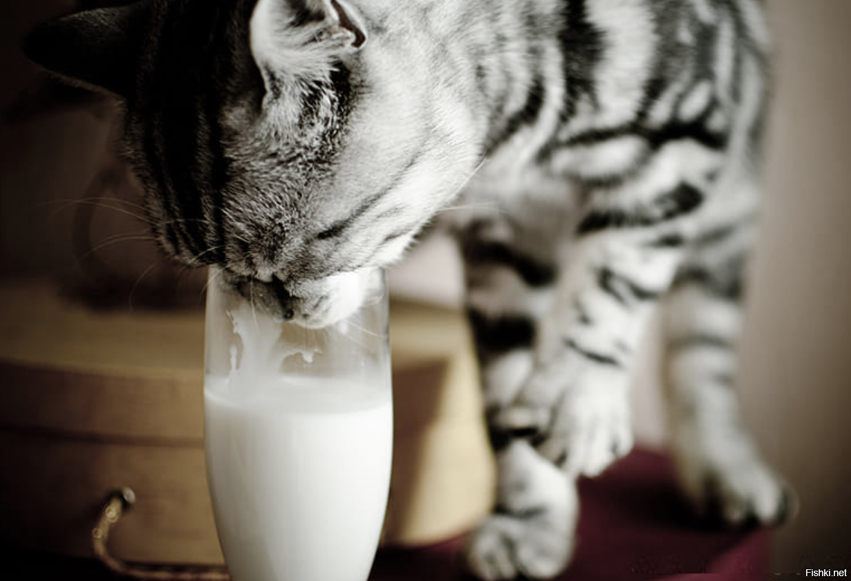 Животные пьют молоко. Кот и молоко. Кот кефир. Котик с молоком. Котенок пьет молоко.