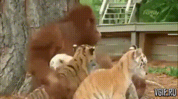 Гифки разные