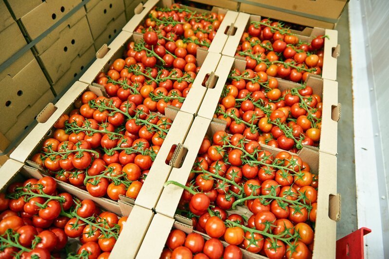 497 кг помидоров