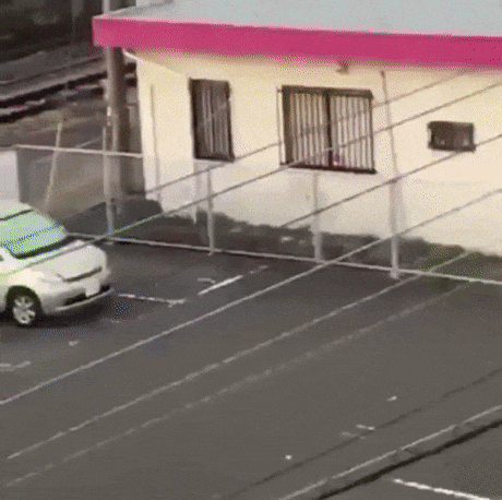 Обезумевший кабан