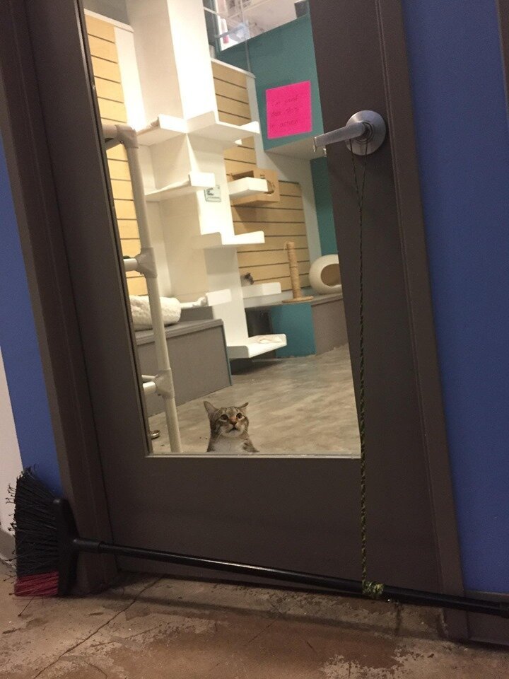 Кот в явном недоумении — почему дверь не открывается? Он не видит стопор в виде швабры