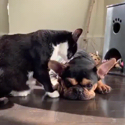 Очень ласковый кот