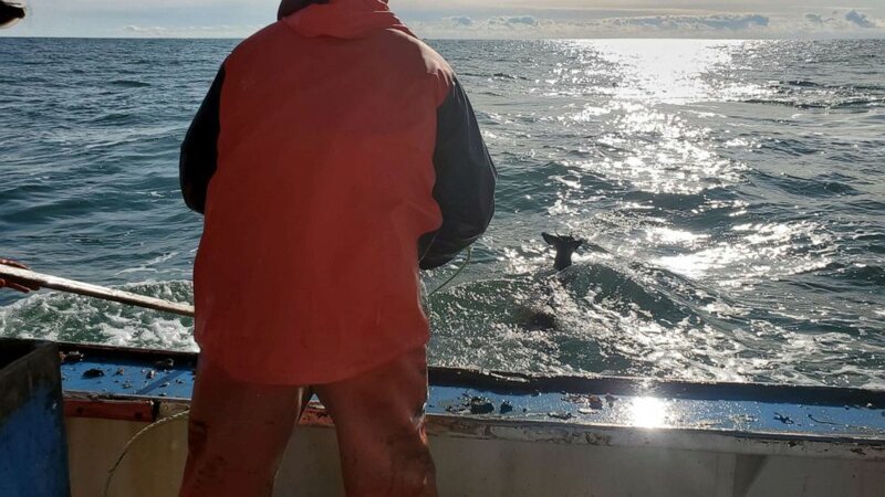 Рыбаки заметили обессиленного оленя в 8 километрах от берега