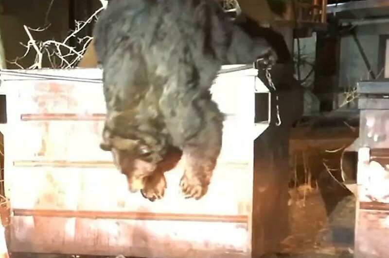 Рука помощи: Полицейский спас медведя, который провалился в мусорный контейнер