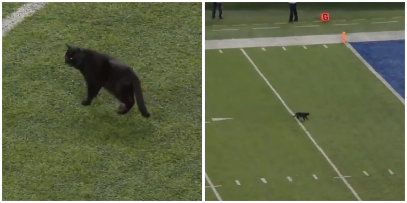 Чёрный кот выскочил на поле прямо во время матча по футболу