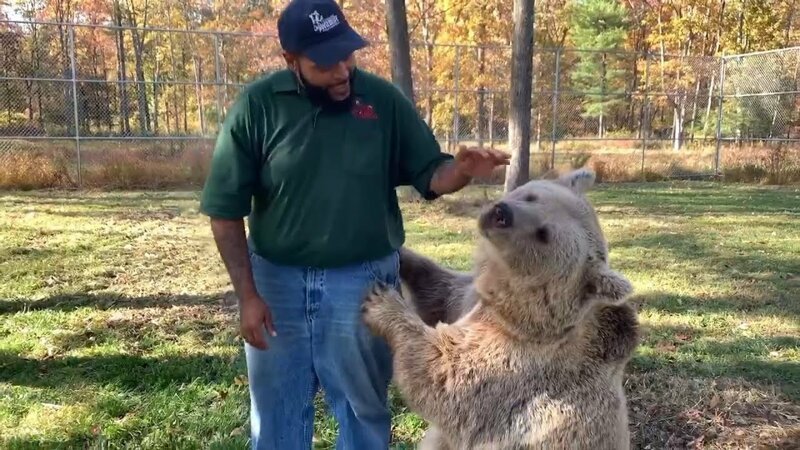 Отпадный момент: сирота-медведь обнимает своего бывшего опекуна