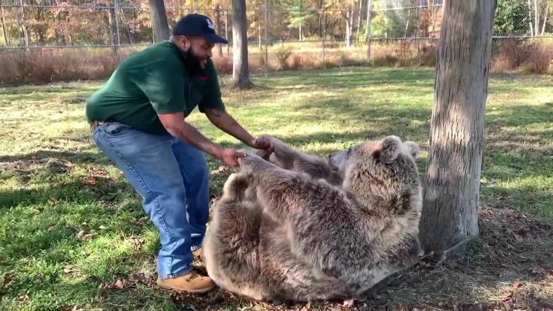 Отпадный момент: сирота-медведь обнимает своего бывшего опекуна