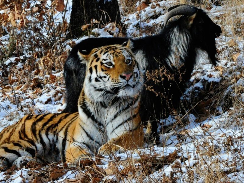 В Приморье умер прославившийся дружбой с тигром Амуром козел Тимур