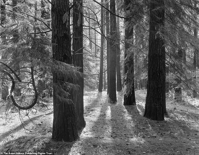 Калифорнийский лес, 1950