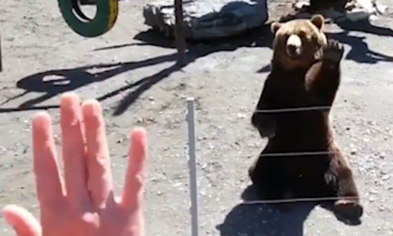 Вежливый медведь помахал лапой посетителю зоопарка