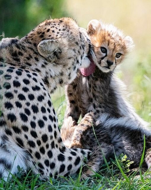 Редкая радость: плодовитая самка гепарда родила 7 детенышей