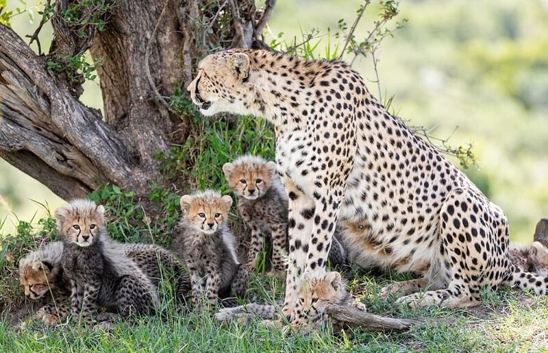 Редкая радость: плодовитая самка гепарда родила 7 детенышей