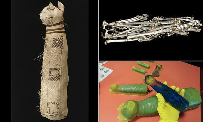 У древнеегипетской кошачьей мумии обнаружили три хвоста и пять задних лап