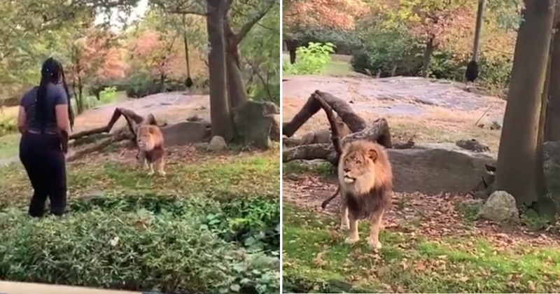 В зоопарке Нью-Йорка женщина залезла в клетку ко льву