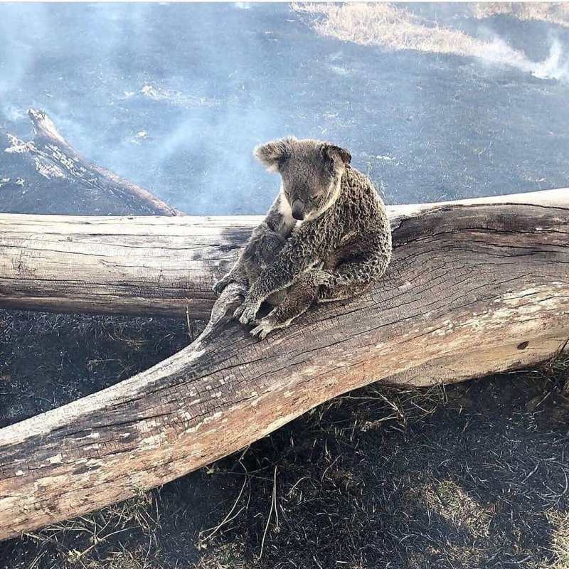 Коала с детенышем, спасенные с пепелища