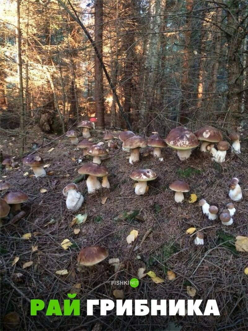 Весёлые картинки