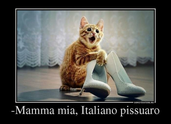 Образ кота в демотиваторах