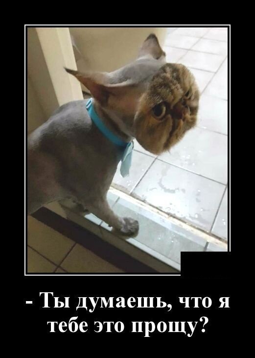 Образ кота в демотиваторах