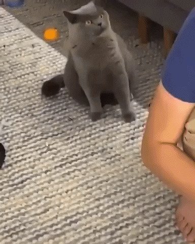 «Не трогай его!»: смешная реакция ревнивой кошки