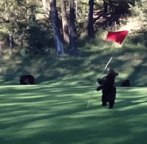 33. Медведи легко поддаются обучению на ассистента гольфиста. Взгляните на одну из обученных особей: