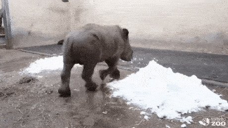 20. Зоопарки помогают носорогам справляться со стрессом от замкнутого пространства, предоставляя им кокаин в обильных количествах