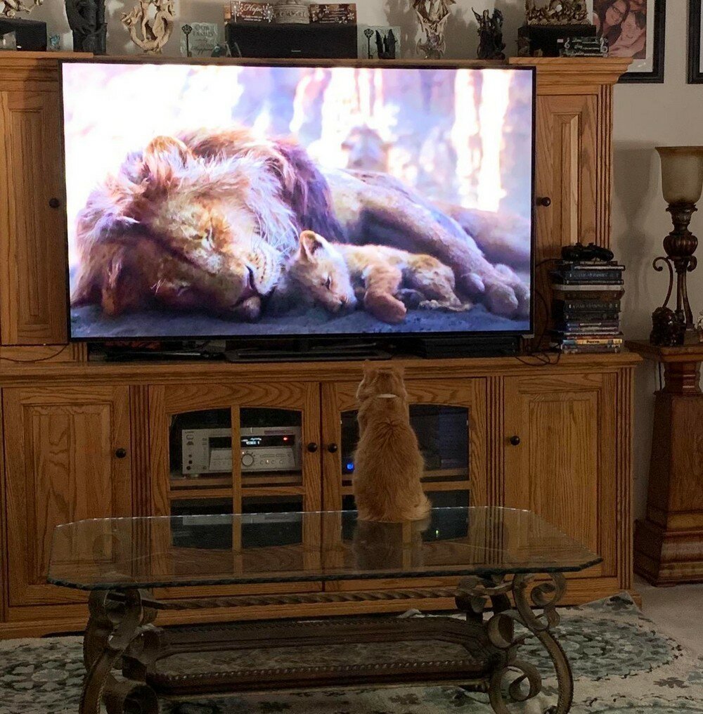 Фотоподборка от Димон за 11 ноября 2019