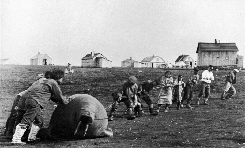 Группа инуитов тащит домой моржа, 1930 год. 