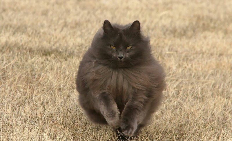 Сигмонд - королевский кот!