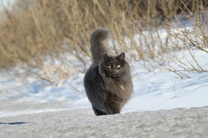 Сигмонд - королевский кот!
