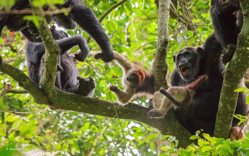 Максимально близко к восстанию обезьян: в Уганде шимпанзе объявили войну людям
