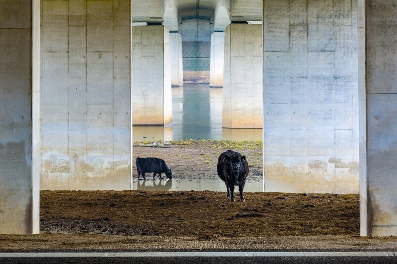 12. «Галловейские коровы под мостом» — первое место в категории «Пейзажи Нижних Земель»