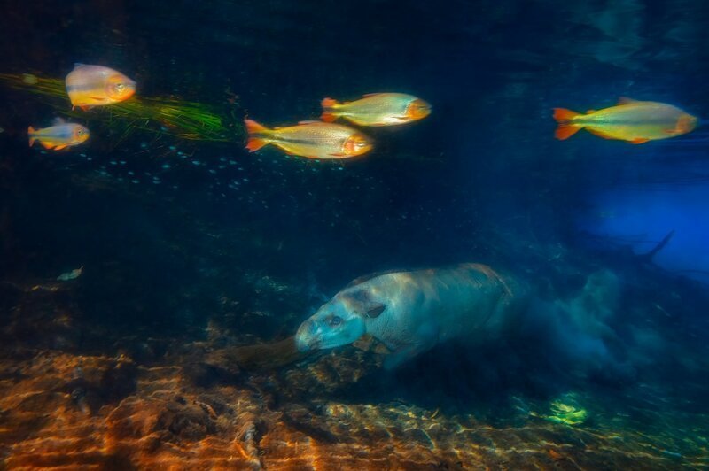 7. «Тапир-пловец» — второе место в категории «Млекопитающие»