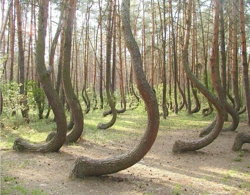 14. Деревья в Румынском лесу