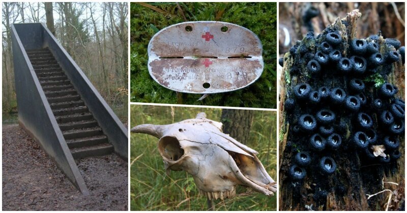 15 подозрительных и загадочных находок, на которые люди случайно наткнулись в лесу