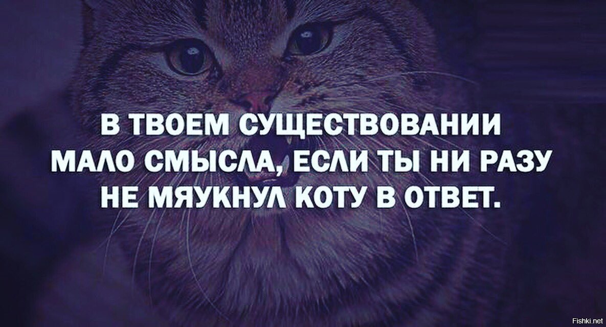 Смысле мало. Цитаты про котов. Котики цитаты. Цитаты про кошек смешные. Цитаты о котах со смыслом.