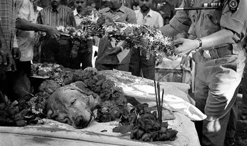 Пёс Занжир спас тысячи людей во время серии взрывов в Мумбаи (Индия) в 1993 году, обнаружив свыше 3329 кг гексогена, 600 детонаторов, 249 ручных гранат и 6406 боевых патронов. 