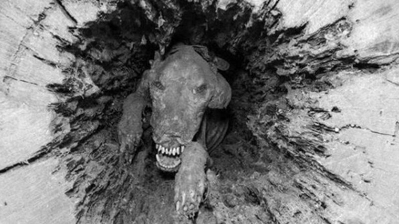Группа лесозаготовителей на юге Джорджии при разрезании одного из самых старых стволов дерева нашли мумифицированного 50-летнего пса, смотрящего на них. 1980 год. 