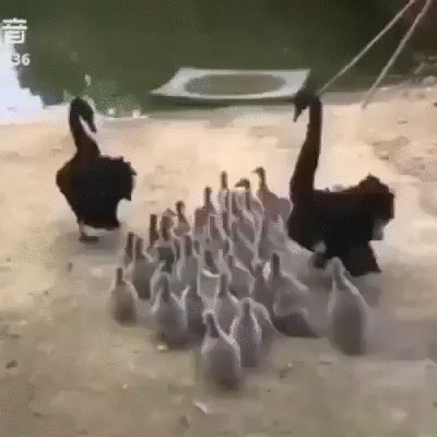 Выгул птенцов