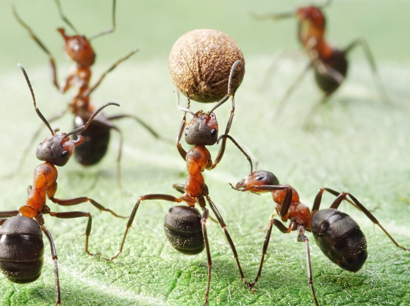 Геркулесы мира насекомых: почему муравьи такие сильные?