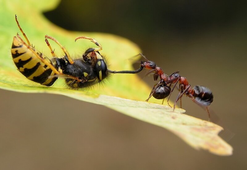 Нестандартное использование муравьиной силы