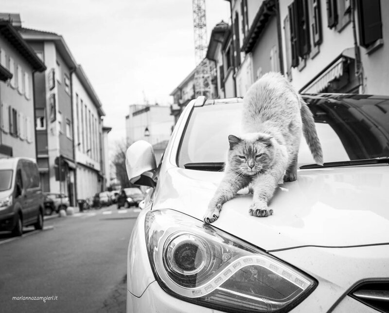 Великолепные фотографии кошек, сделанные Марианной Зампиери