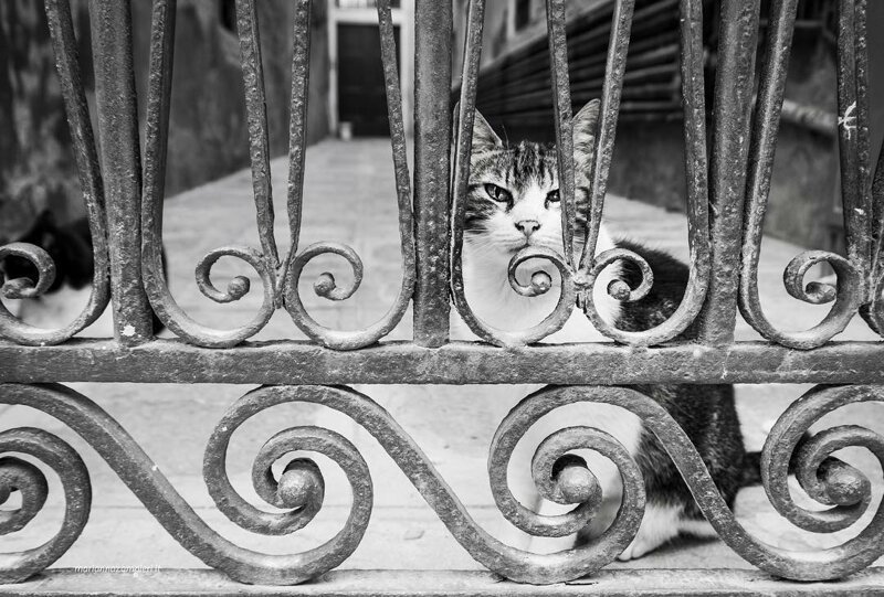 Великолепные фотографии кошек, сделанные Марианной Зампиери