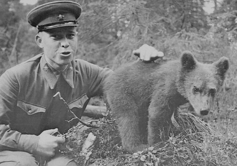 Карельский фронт. Прирученный медвежонок. Фотография сделана в 104 дивизии. Дата съёмки неизвестна