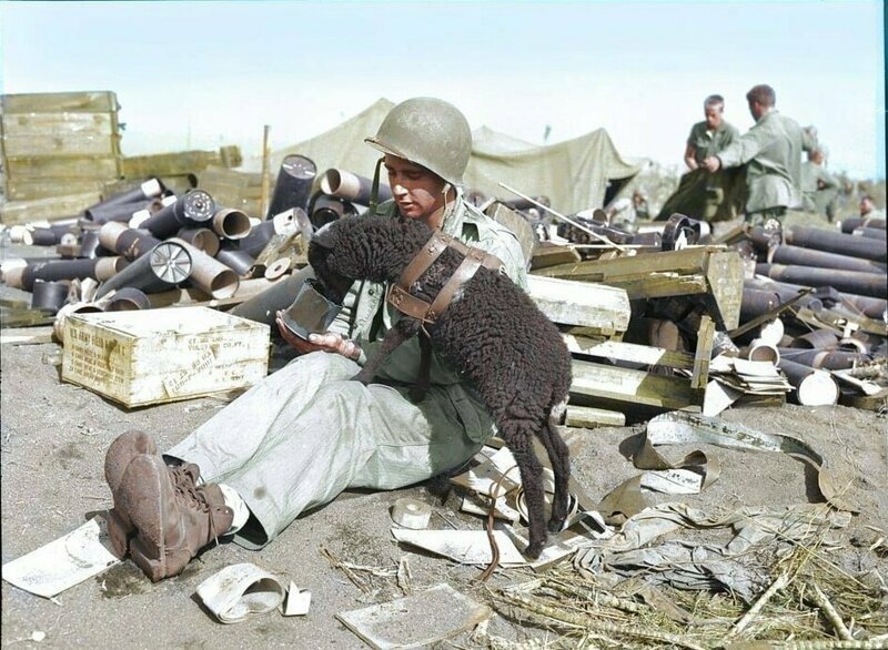 Джордж Н. Пиллар из батареи «G», 3-й батальон, 13-й морской пехоты, 5-й дивизии, делится едой со своей любимой овцой Дискомбобул. Иводзима. 6 марта 1945 г.