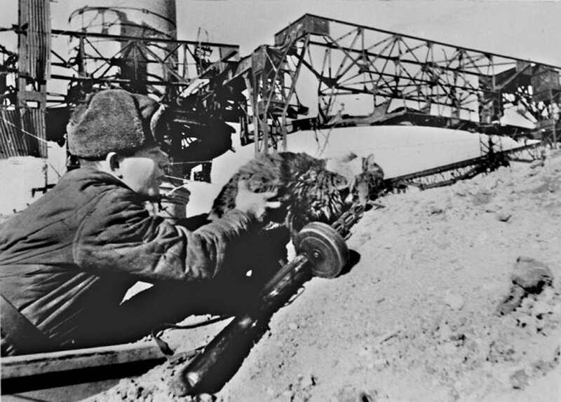 Советский солдат посылает кота с донесением. Дата и место съёмки неизвестны