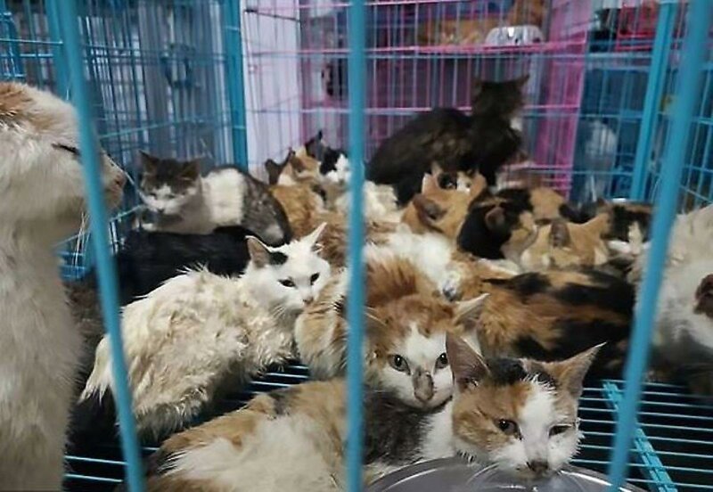 Усатые пленники:  В Китае спасли 100 кошек 