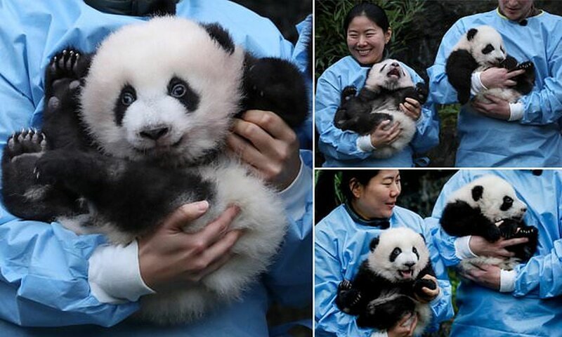 В бельгийском зоопарке состоялась церемония присвоения имен пандам