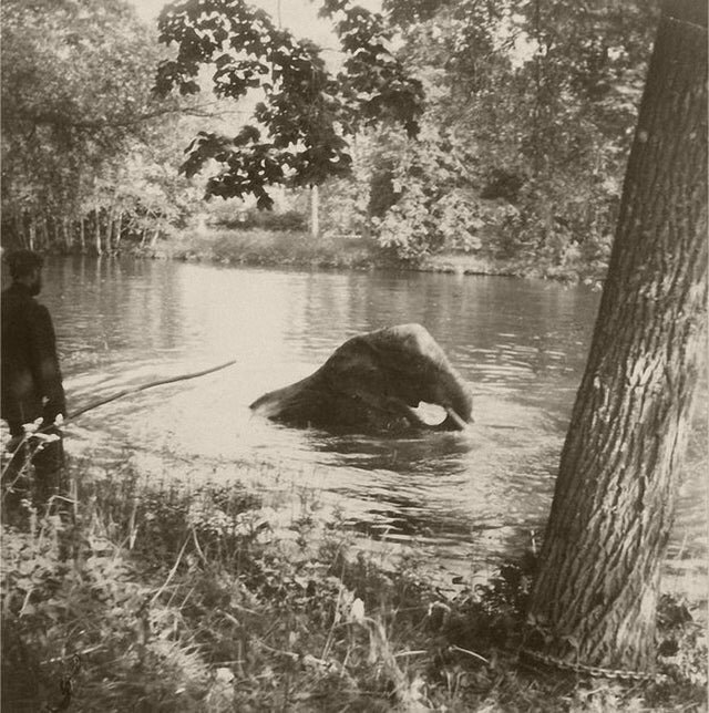 15. Николай II наблюдает за тем, как слон купается в пруду, Царское село, 1910 год