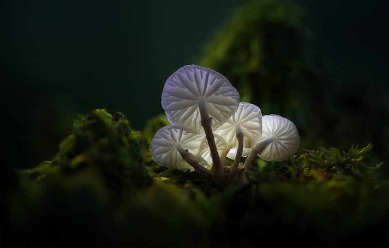Сказочные грибы